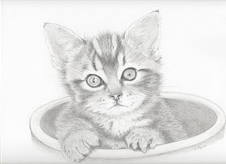 320x233 Pencil Drawings Potted Kitten - Realistic Kitten Drawing