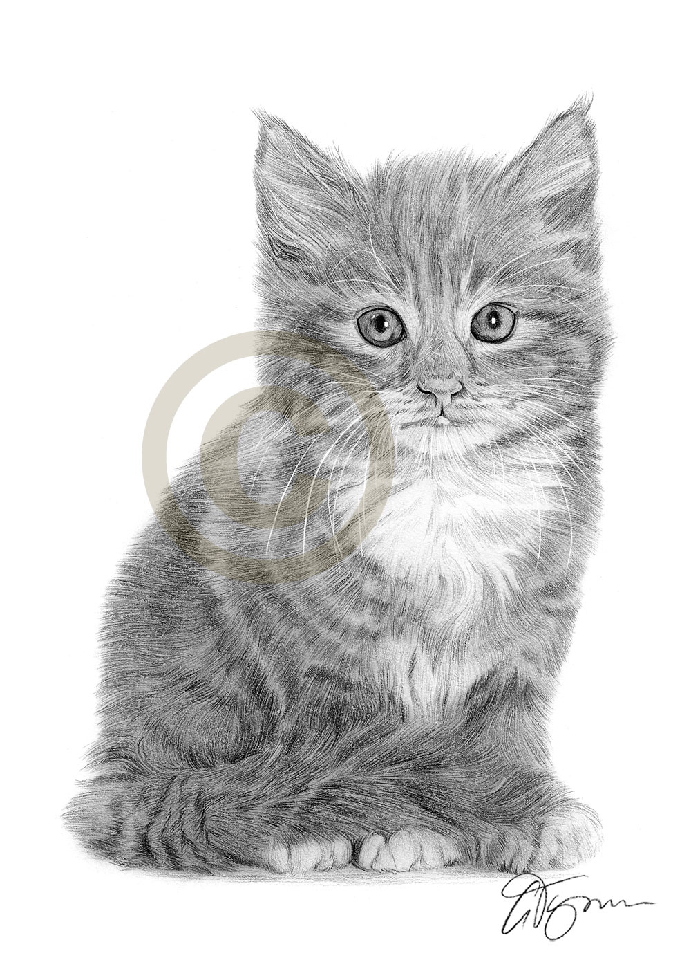 1000x1414 Pencil Drawing Of A Cute Kitten - Realistic Kitten Drawing