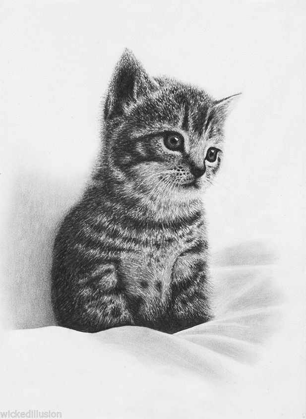617x845 pet portrait kitten original graphite pencil drawing cute adorable - Realistic Kitten Drawing