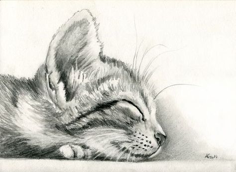 474x346 Art Cat, Drawings - Realistic Kitten Drawing