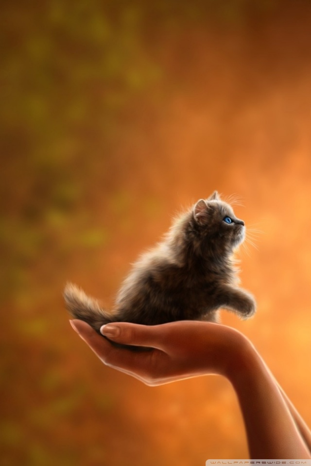 640x960 realistic kitten drawing hd desktop wallpaper for ultra - Realistic Kitten Drawing
