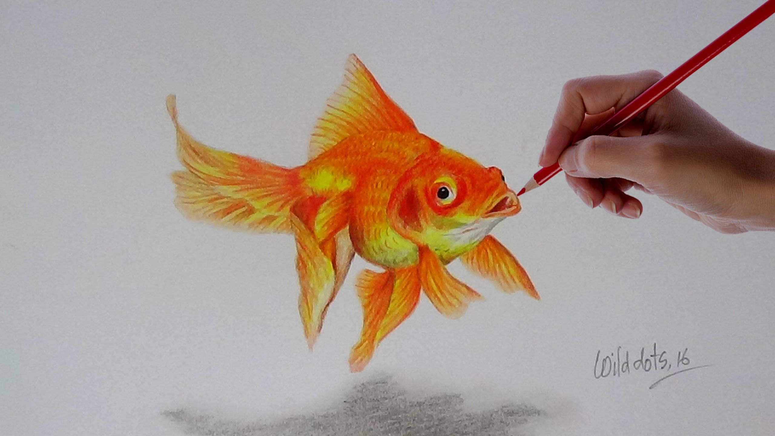 2560x1440 Gold Fish - Realistic Koi Drawing