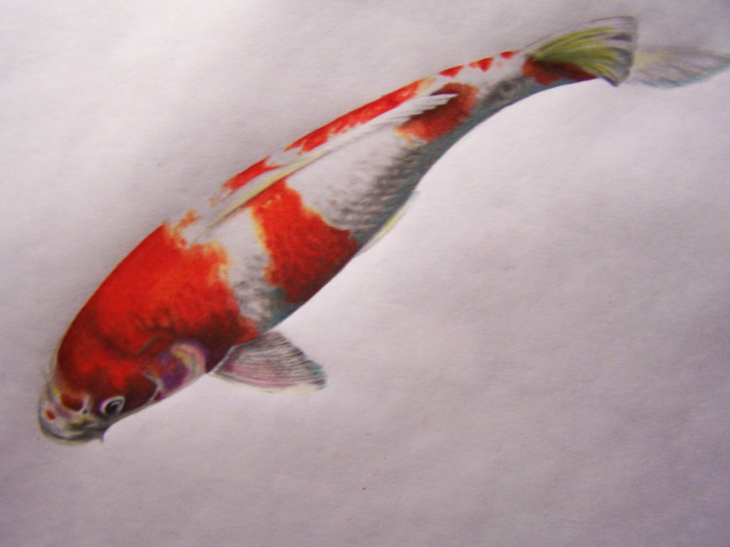 Realistic Koi Drawing at PaintingValley.com | Explore collection of