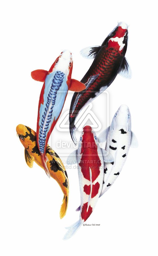 600x969 Realistic Koi Drawing Latest Ed Roth Tattoos Find Ed Roth - Realistic Koi Drawing