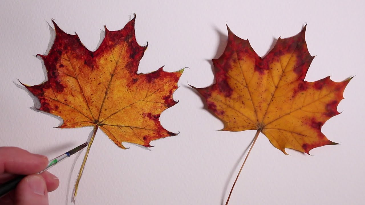 1280x720 how to draw a autumn leaf realism challenge - Realistic Leaf Drawing