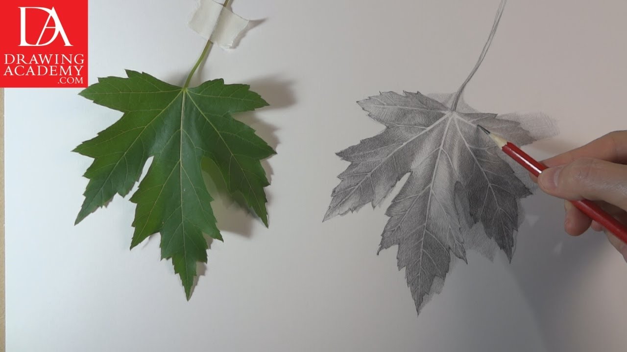 1280x720 How To Draw A Leaf Presented - Realistic Leaf Drawing