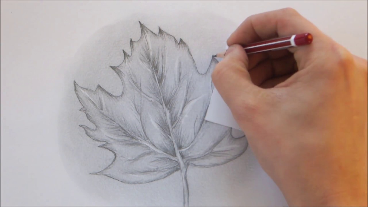 1280x720 How To Draw A Leaf Step - Realistic Leaf Drawing
