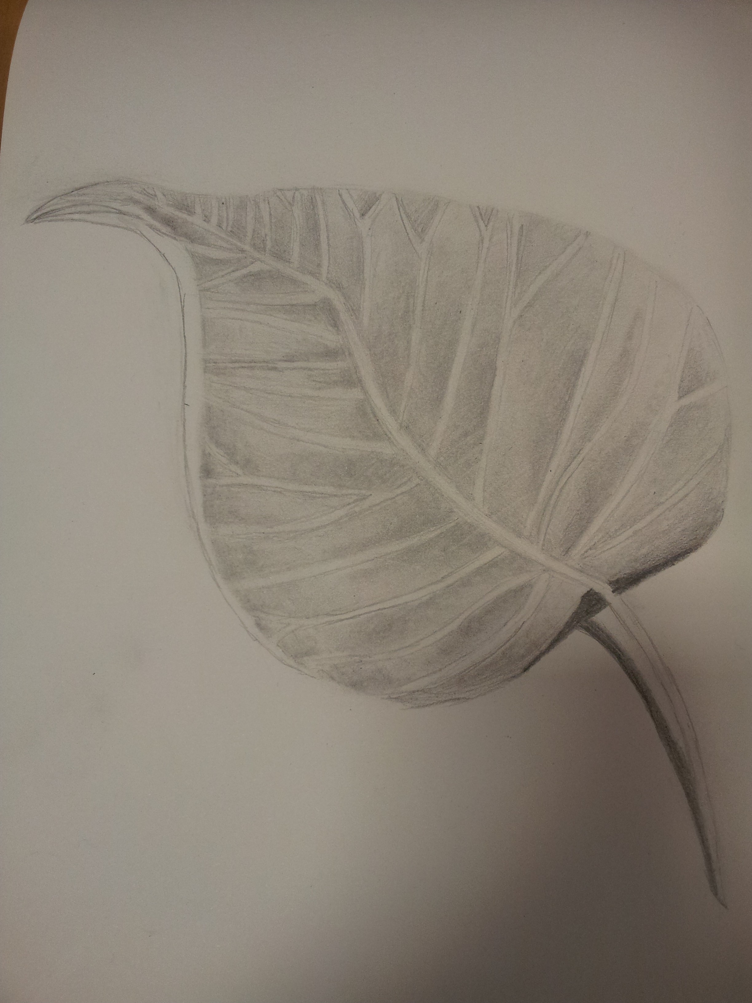 2448x3264 leaf drawing activity log - Realistic Leaf Drawing