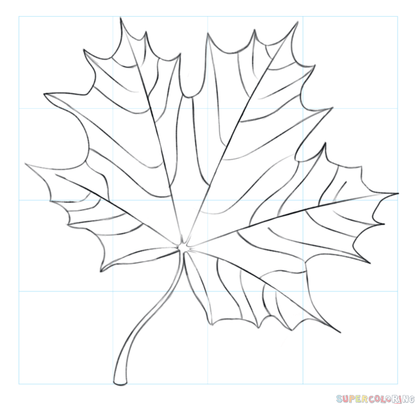 591x575 Maple Leaf Drawing Realistic Drawing Skill - Realistic Leaf Drawing