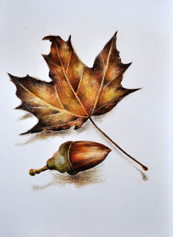 570x780 Original Colored Pencil Drawing, Botanical Drawing, Autumn Leaf - Realistic Leaf Drawing