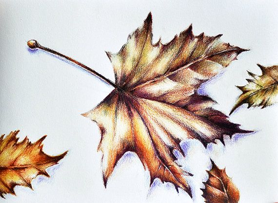 570x417 Original Colored Pencil Drawing, Botanical Leaves Drawing, Autumn - Realistic Leaf Drawing