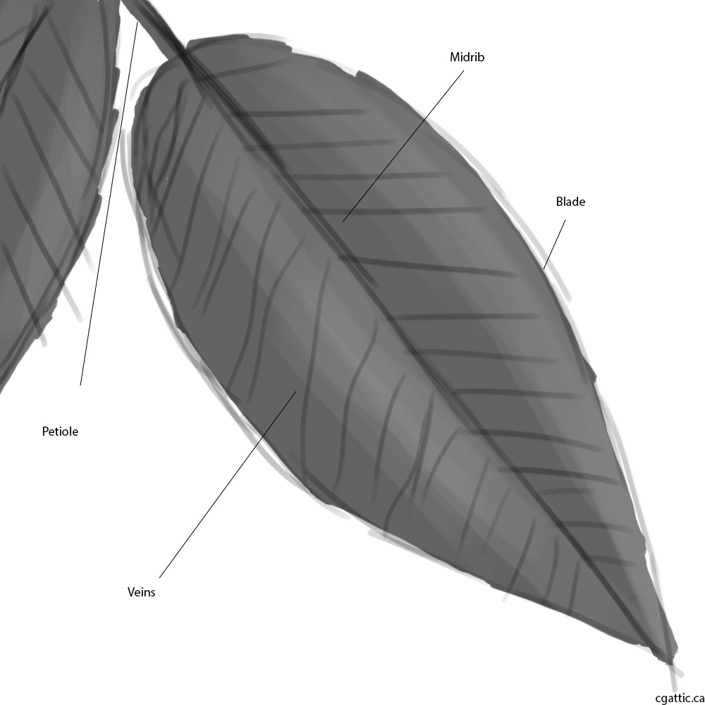 1000x1000 Realistic Leaf Drawing In Steps With Photoshop - Realistic Leaf Drawing