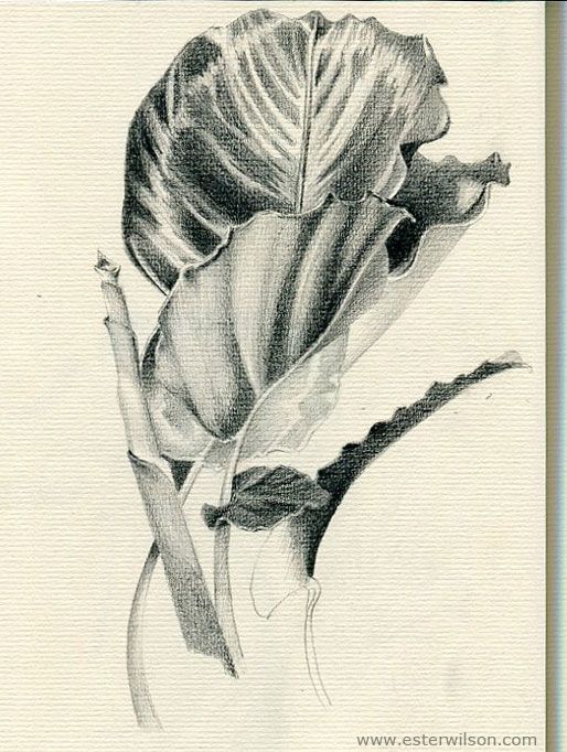 514x682 Big Leaves Drawing In Sketchbook Thinking Through Practice - Realistic Leaf Drawing