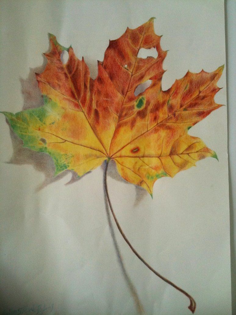 774x1032 Realistic Leaf Drawings - Realistic Leaf Drawing
