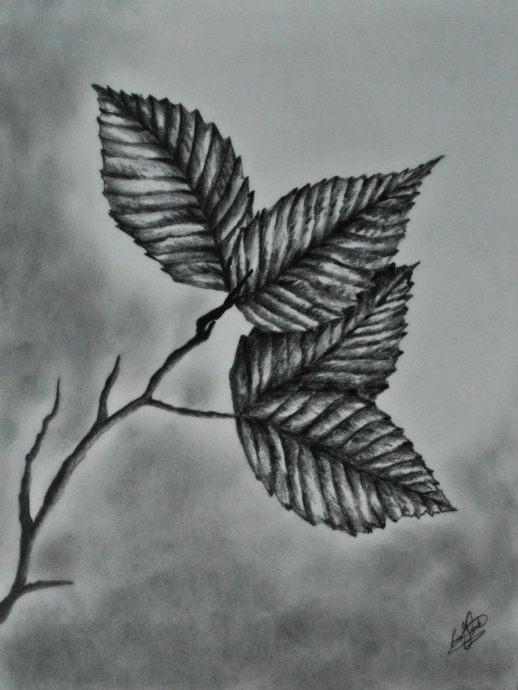 736x980 Realistic Leaves Drawing - Realistic Leaf Drawing