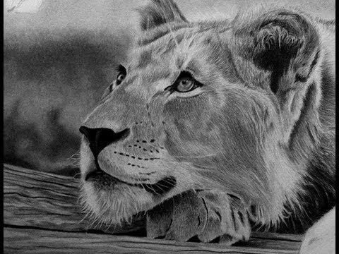 480x360 how to draw realistic fur whiskers on a lion cub - Realistic Lion Drawing