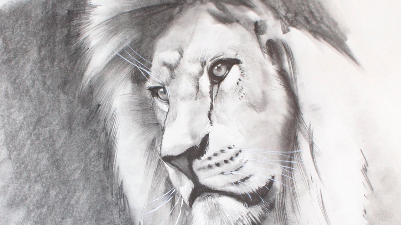 1280x720 How To Draw A Realistic Lion - Realistic Lion Drawing
