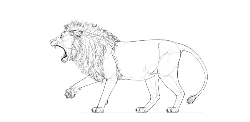 850x414 How To Draw A Roaring Lion Step - Realistic Lion Drawing