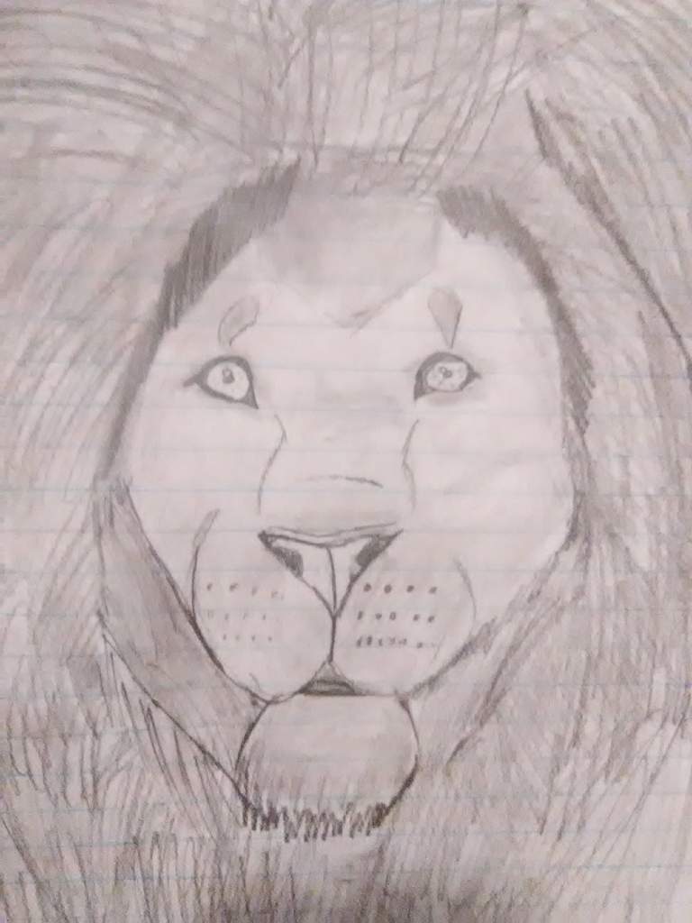 768x1024 my realistic lion drawing lion king amino amino - Realistic Lion Drawing