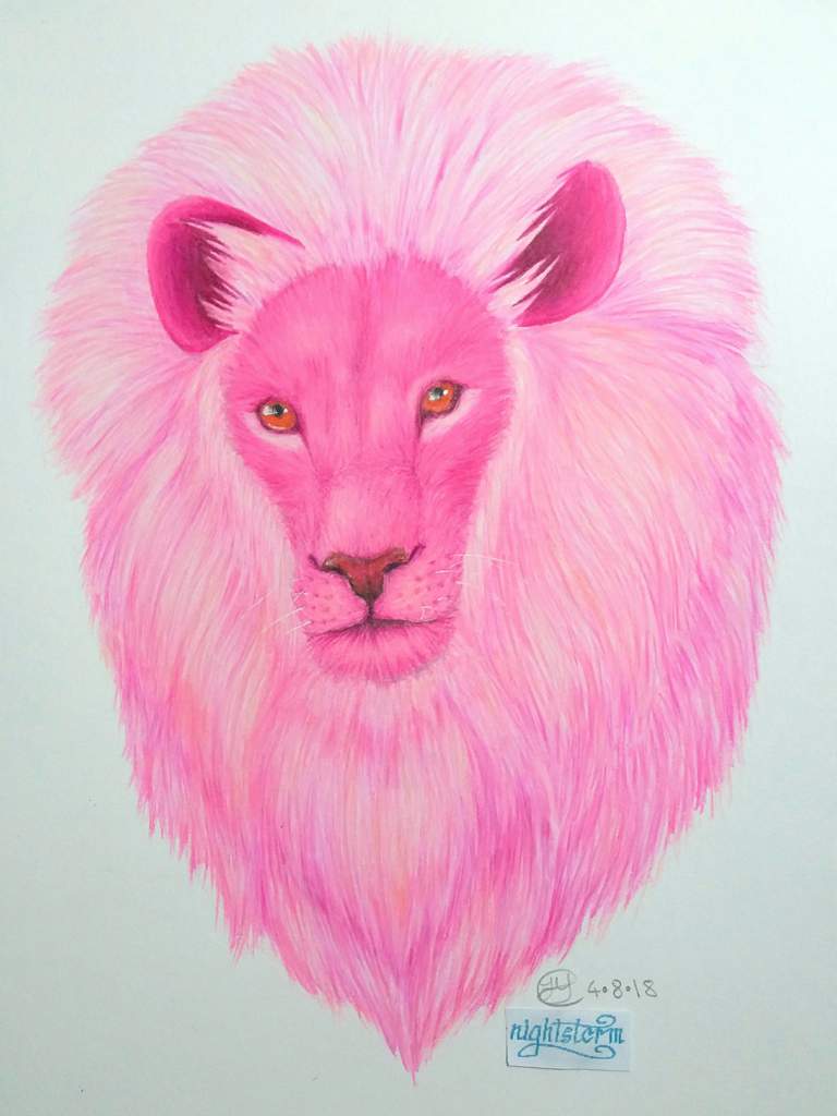 768x1024 Realistic Lion Drawing Steven Universe Amino - Realistic Lion Drawing