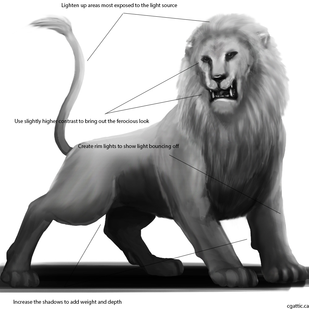 1000x1000 Realistic Lion Drawing In Steps With Photoshop - Realistic Lion Drawing