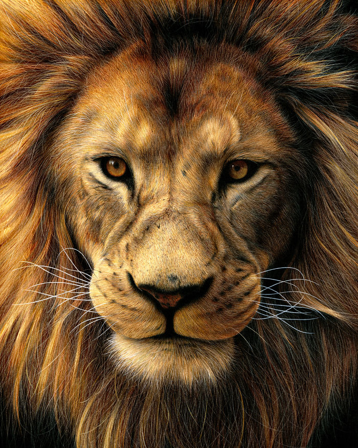 lion face drawing