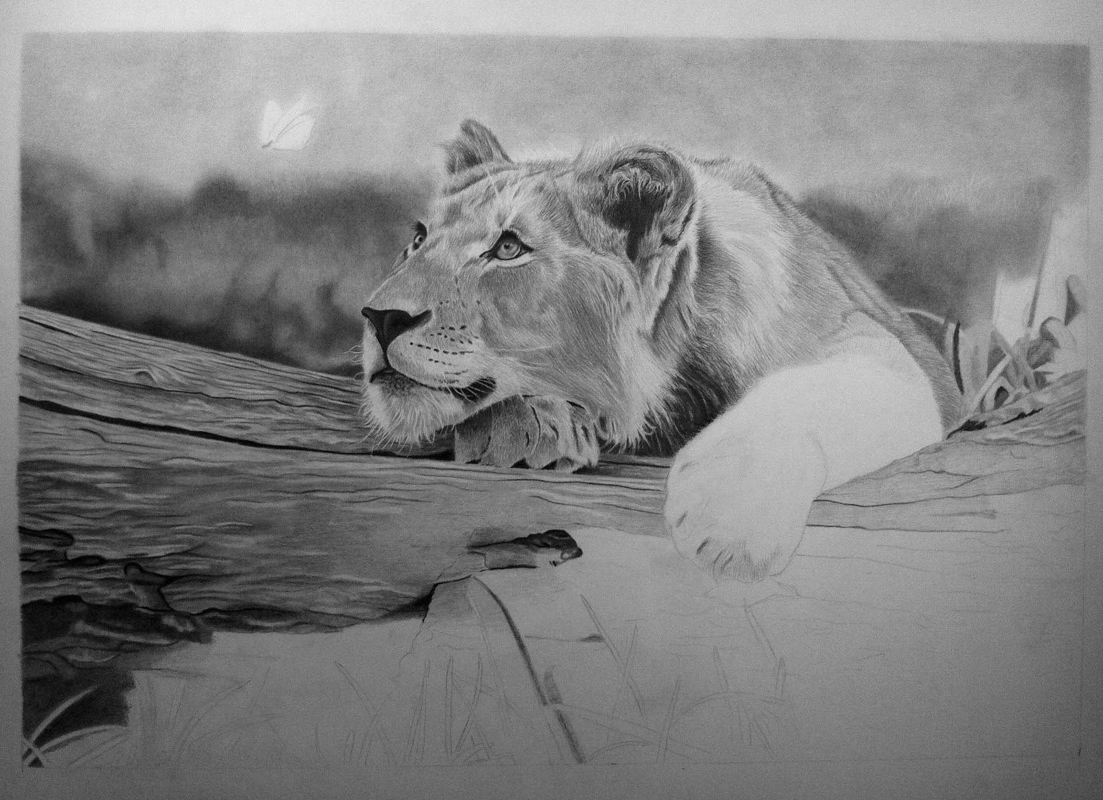 1600x1160 Drawing A Cub Lion - Realistic Lion Drawing