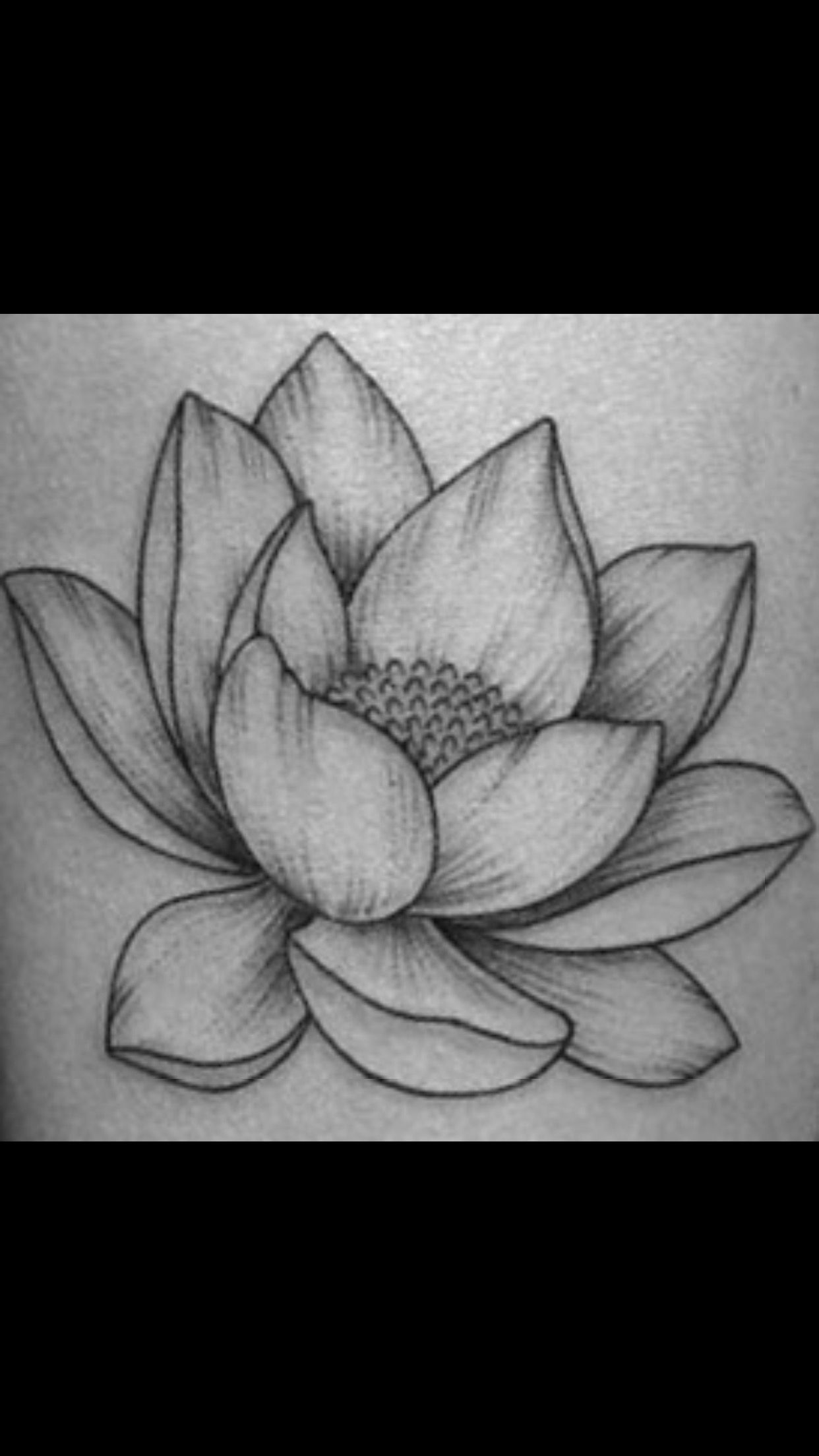 Realistic Lotus Flower Drawing at Explore