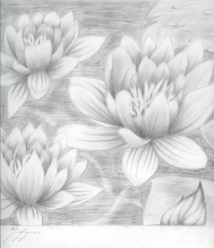 736x855 Photos Lotus Flower Drawing In Pencil - Realistic Lotus Flower Drawing