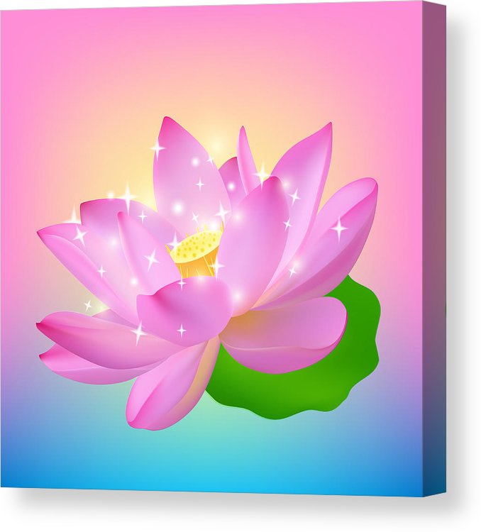 678x750 pink realistic lotus flower at sunset the opened lotus flower - Realistic Lotus Flower Drawing