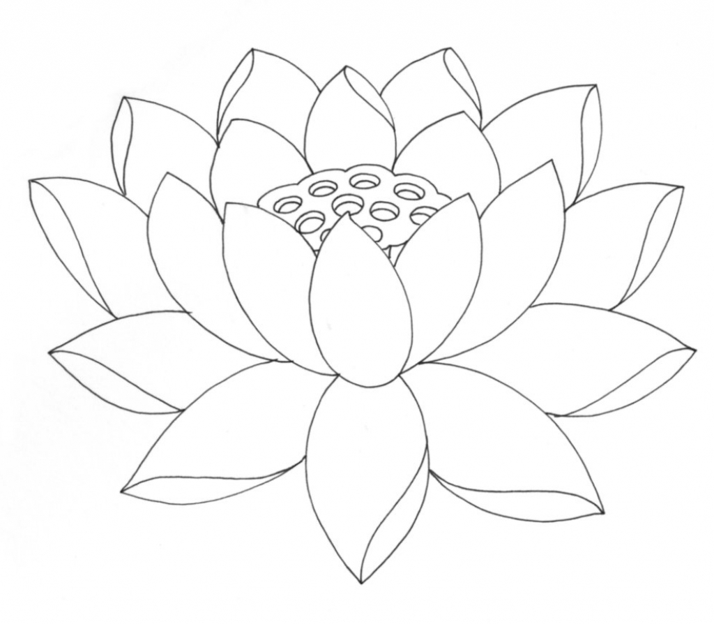 1024x894 Realistic Lotus Flower Drawing - Realistic Lotus Flower Drawing