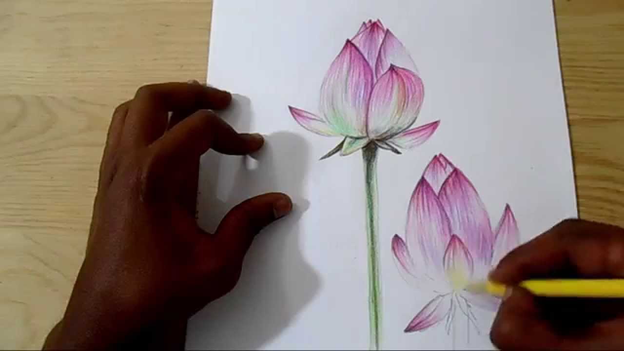 1280x720 how to draw and shade realistic lotus - Realistic Lotus Flower Drawing