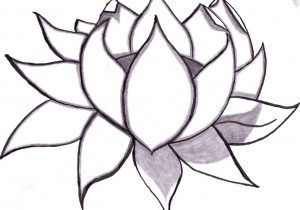 300x210 drawn lotus flower realistic lotus flower drawing at getdrawings - Realistic Lotus Flower Drawing