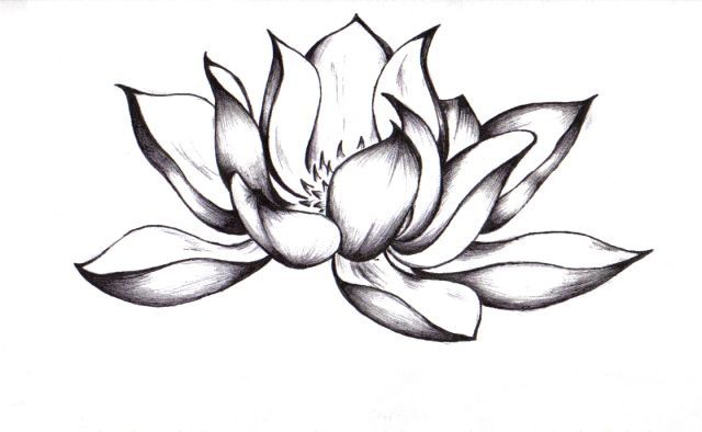 640x394 Gallery For Gt Simple Lotus Flower Drawing Tattoo Ink - Realistic Lotus Flower Drawing