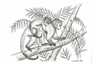 300x210 How To Draw A Realistic Monkey Step - Realistic Monkey Drawing
