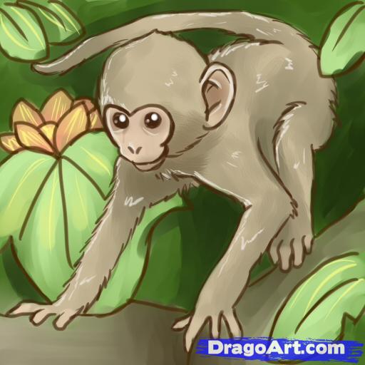 512x512 how to draw monkeys, step - Realistic Monkey Drawing
