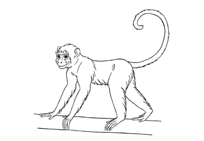 400x277 How To Draw A Monkey Step - Realistic Monkey Drawing