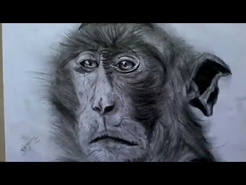 480x360 How To Draw A Photo Realistic Monkey - Realistic Monkey Drawing