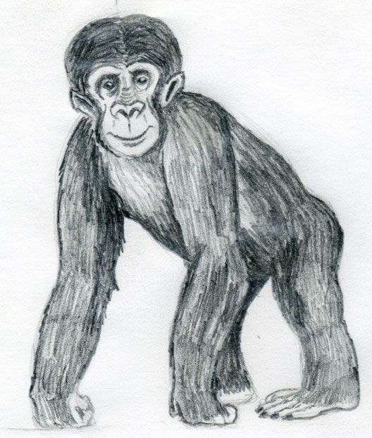 528x621 Realistic Monkey Drawing Images Pictures - Realistic Monkey Drawing