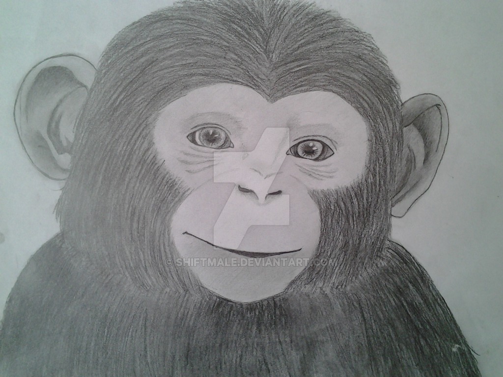 Realistic Monkey Drawing at Explore collection of