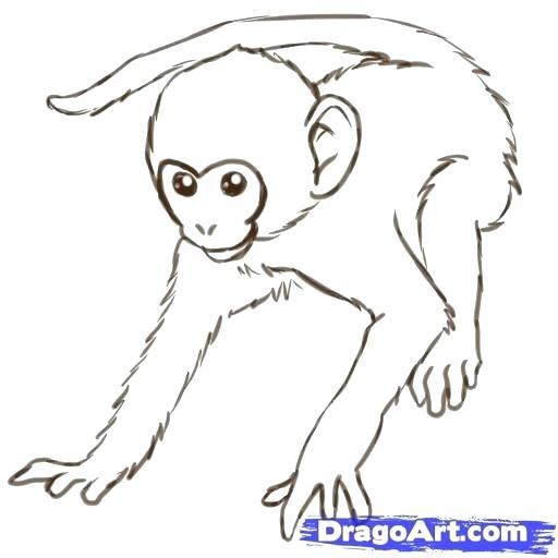 Realistic Monkey Drawing at Explore collection of