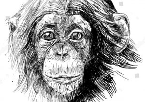 300x210 how to draw a of curious rhdrawingartsycom how realistic monkey - Realistic Monkey Drawing