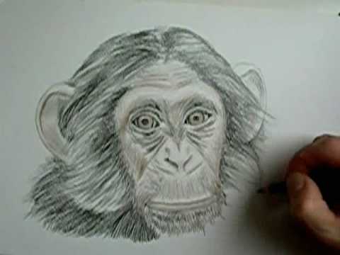 480x360 Damian - Realistic Monkey Drawing