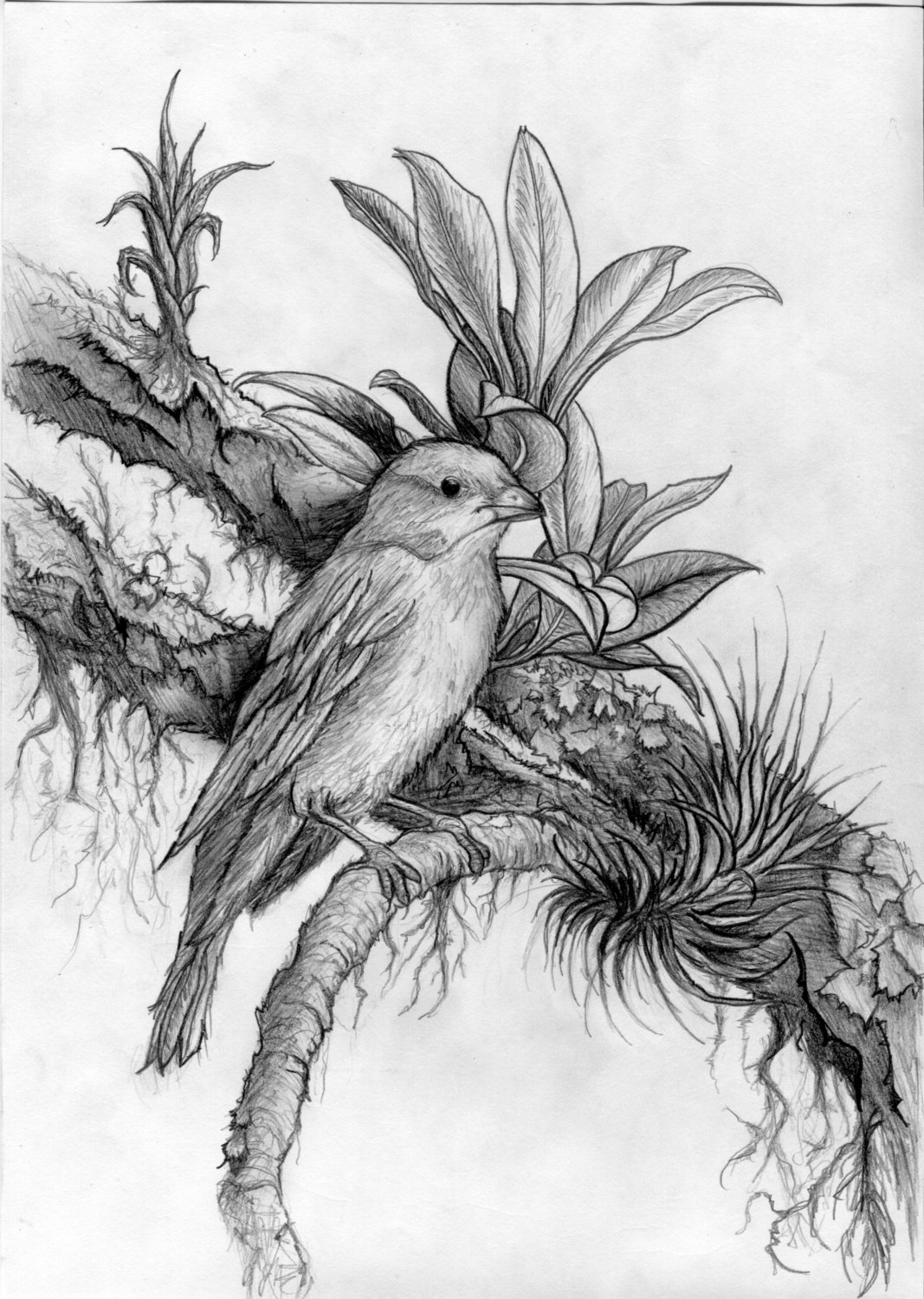 Nature Sketch For Kids at PaintingValley.com | Explore collection of