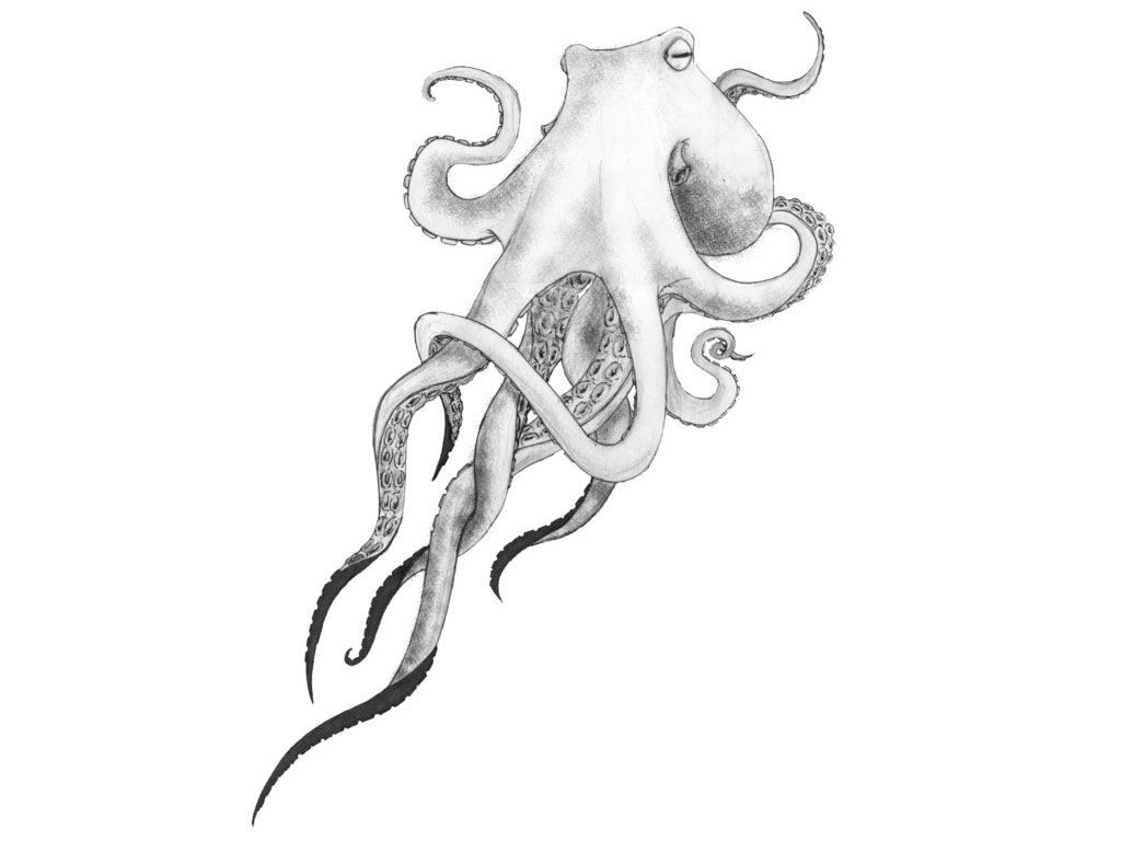 1024x768 Drawing Sketch Of Octopus Inspirational Image Result For Realistic - Realistic Octopus Drawing