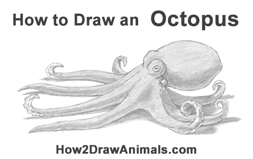 500x315 How To Draw An Octopus - Realistic Octopus Drawing