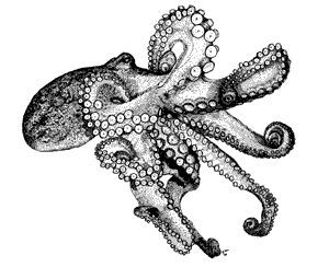 300x244 Image Result For Realistic Octopus Drawing Rubber Stamp Making - Realistic Octopus Drawing