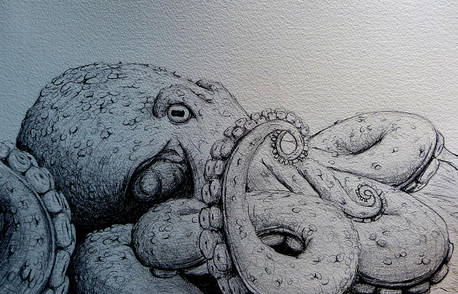 900x578 Octopus Drawing - Realistic Octopus Drawing