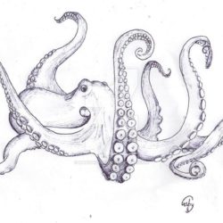 250x250 Octopus Drawings In Pencil - Realistic Octopus Drawing