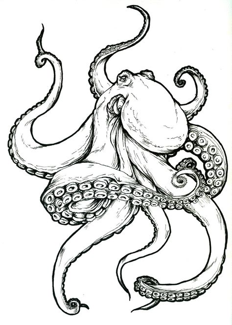 474x665 Realistic Octopus Drawing - Realistic Octopus Drawing